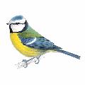 Garden birds window stickers product photo ai5 T