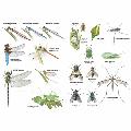 RSPB ID Spotlight - Identify garden bugs product photo side T