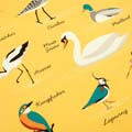 RSPB Tea towel, Making a splash collection product photo side T