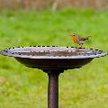 RSPB Bronze effect bird bath product photo front T