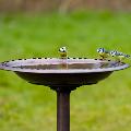 RSPB Bronze effect bird bath product photo ai5 T