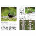 RSPB Handbook of garden wildlife, 3rd edition product photo front T