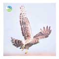 RSPB Harrier microfibre lens cleaning cloth product photo side T